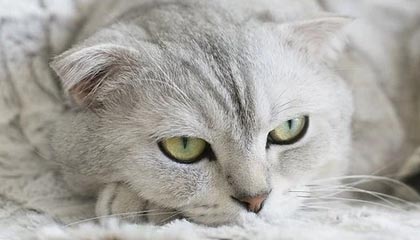 九游娱乐-英超豪门疯狂引援，购入顶级中场巩固争冠决心，英超落魄豪门