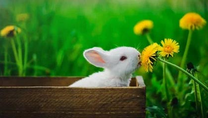 九游娱乐-英超豪门疯狂引援，购入顶级中场巩固争冠决心，英超落魄豪门