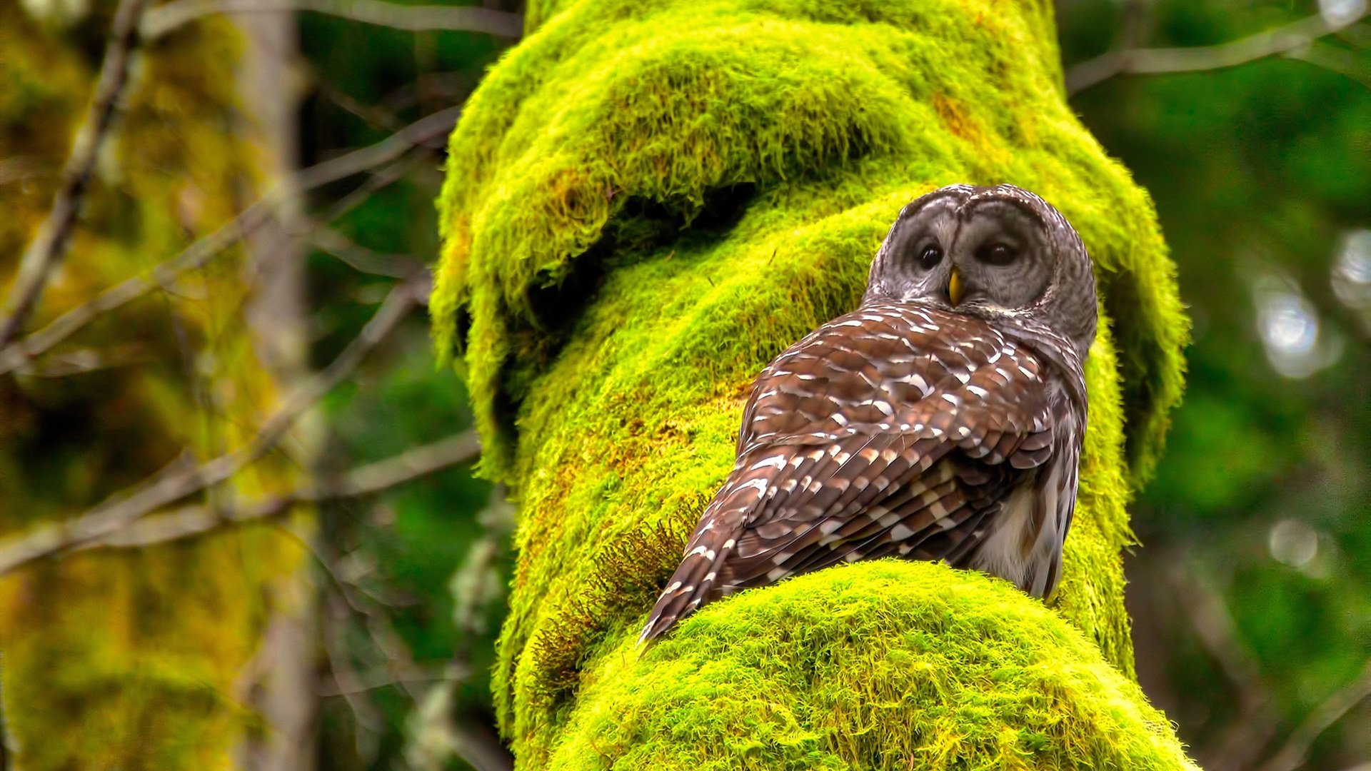 九游(jiuyou)官方网站-博卡计划引入欧洲经验型中场球员，博卡的主场是哪个球场