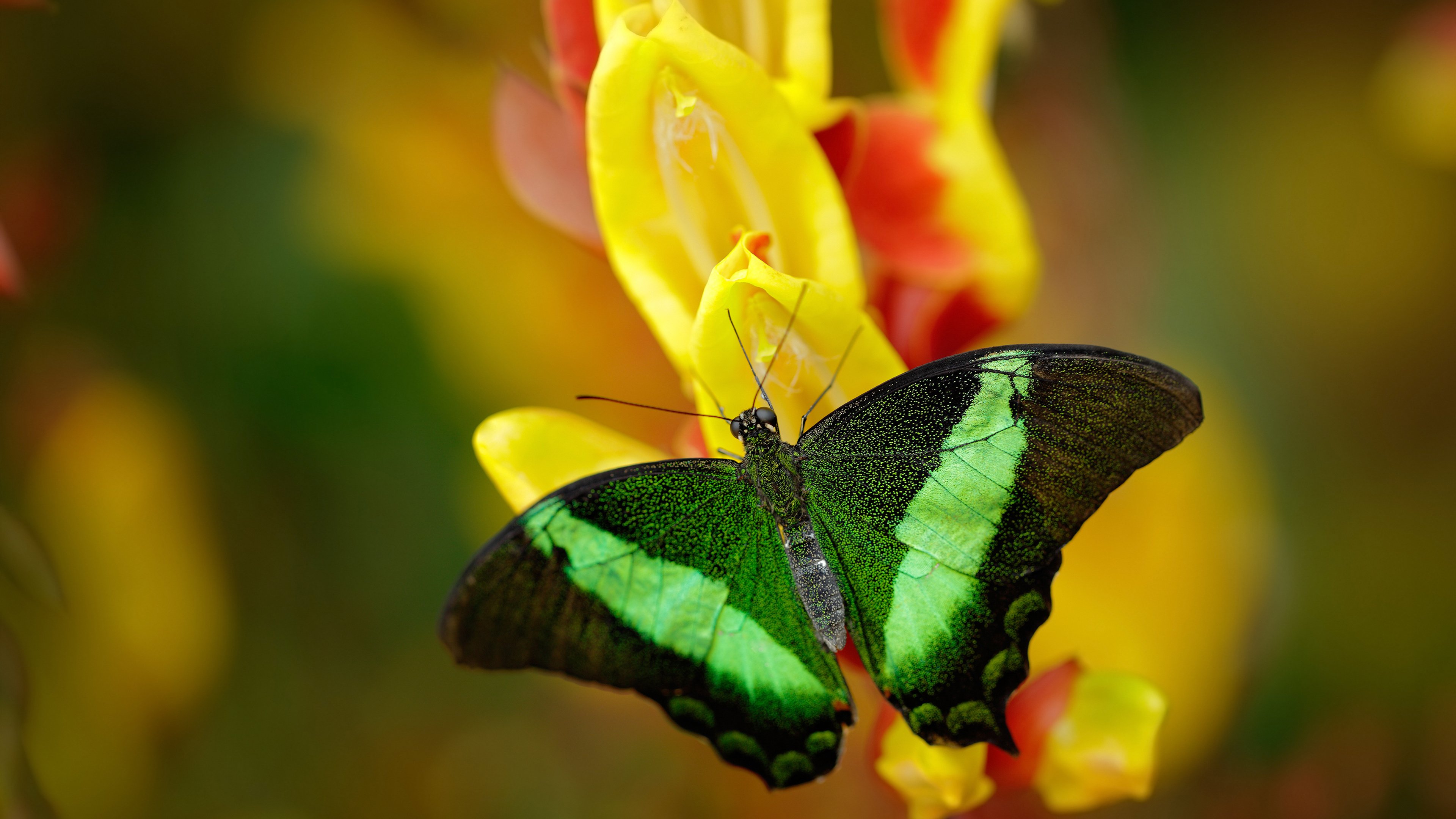 九游app下载中心-国家队技战术革新缺少资源投入