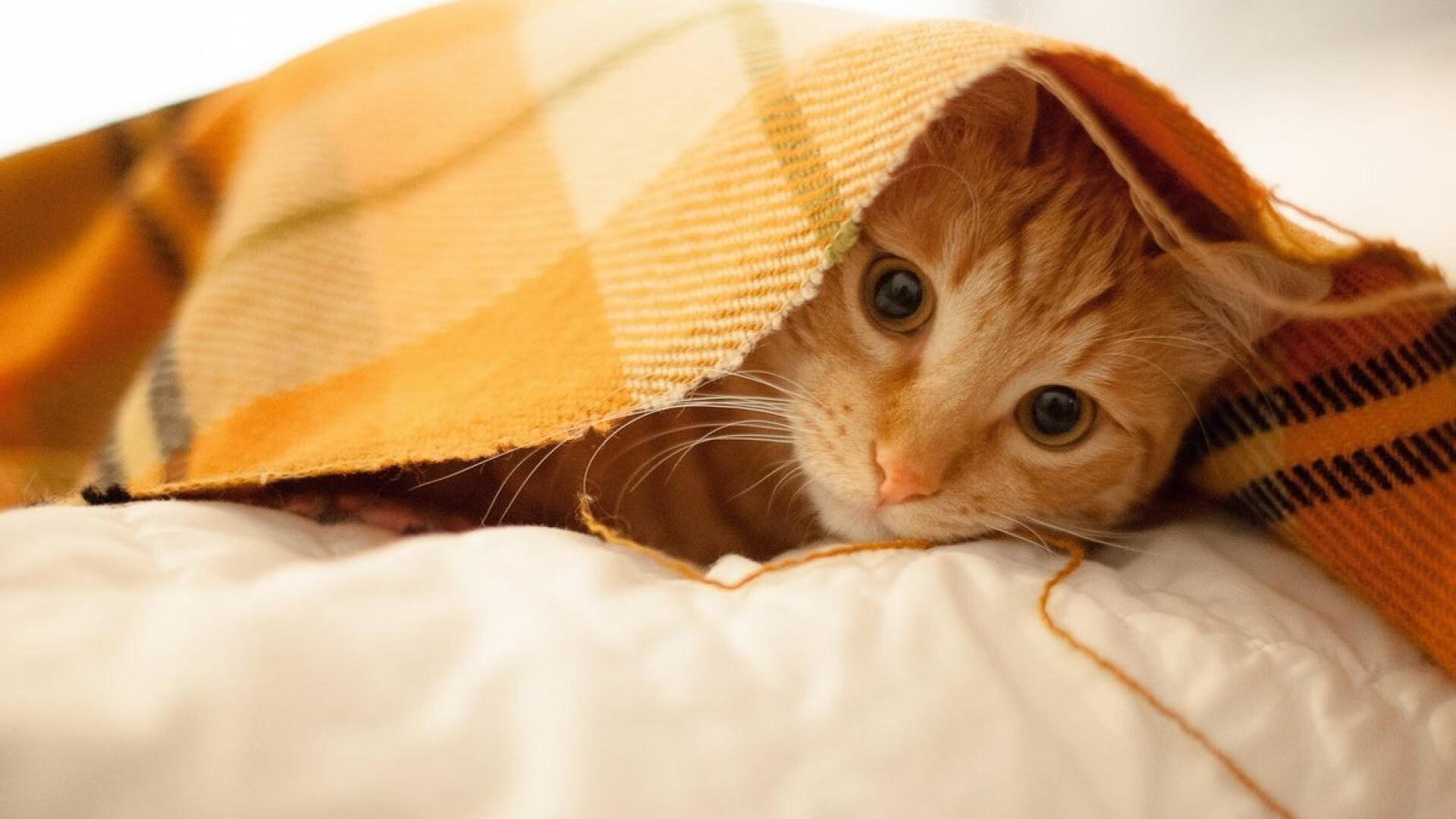 九游娱乐(jiuyou)官网-塞维利亚反击犀利提升得分效率，塞维利亚的