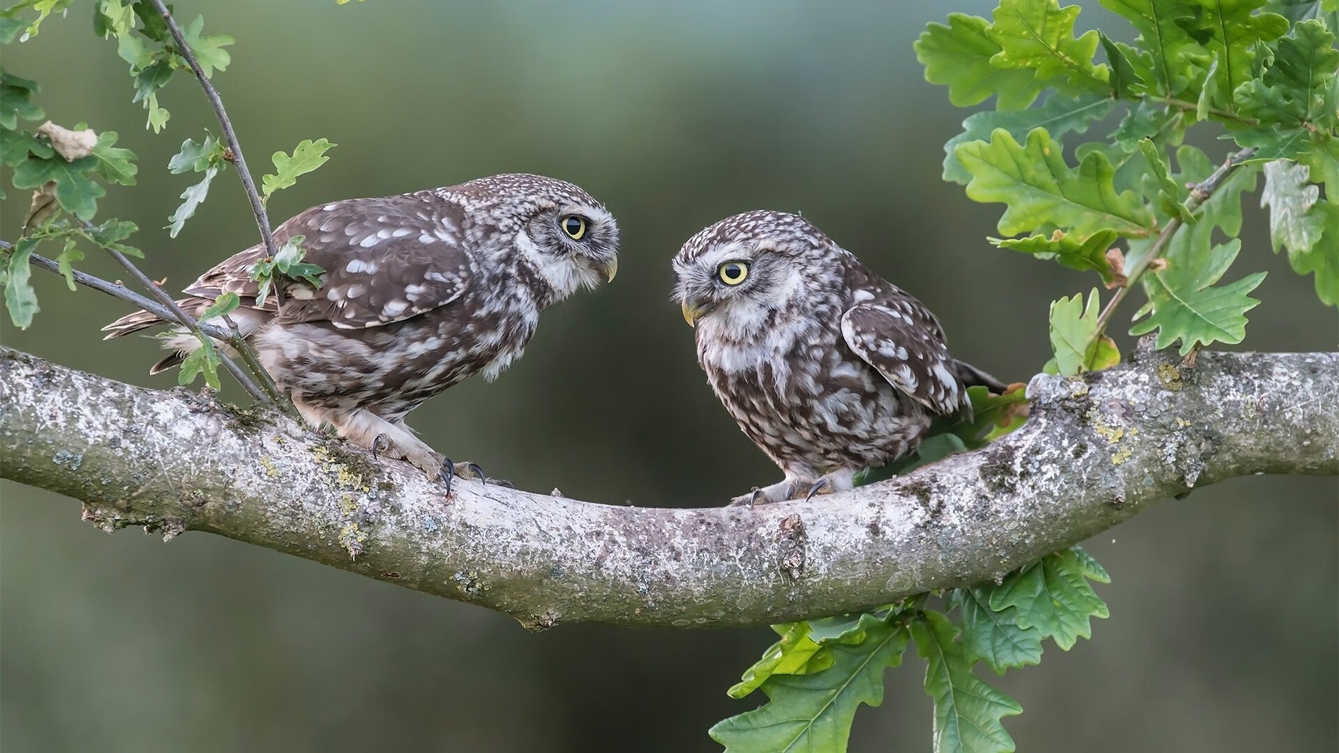 浙江雄狮夺冠背后团队配合与外援发挥关键,浙江雄狮电工科技有限公司