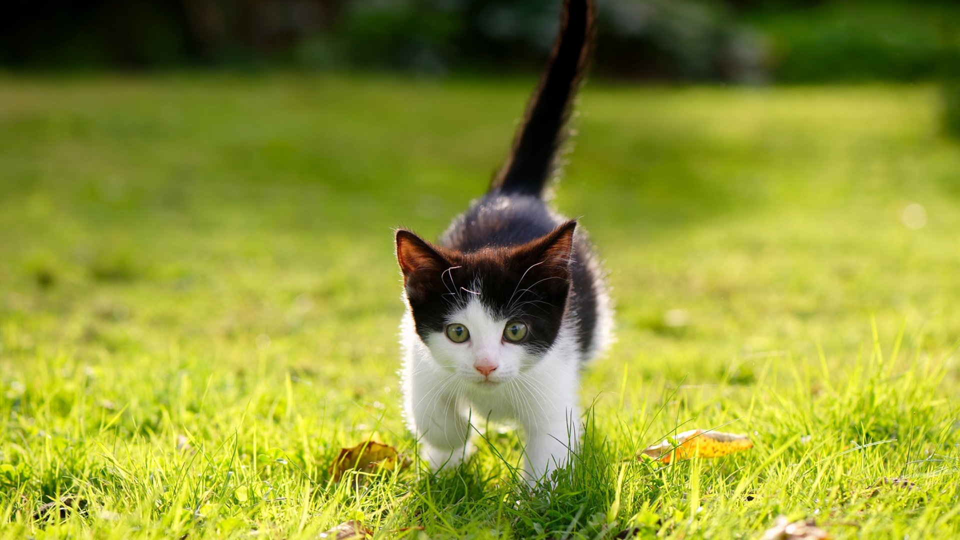 羽毛球比赛强强对话引爆关注,羽毛球比赛对战表