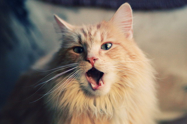 九游jiuyou-“胡利安·门德斯的全能表现，成就阿根廷美洲狮队未来核心”