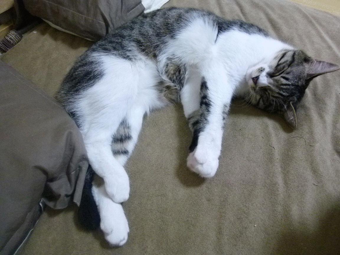 九游官网pc-尼尔·巴特尔的防守智慧，为袋鼠队带来更多成功机会，尼尔巴特莱特