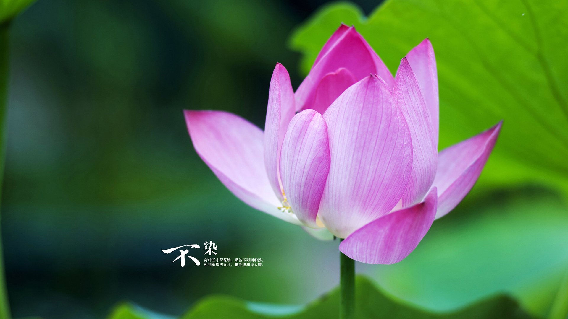 恩多比·恩乔:为南非羚羊队争取胜利,他的表现震撼球迷,球员恩多