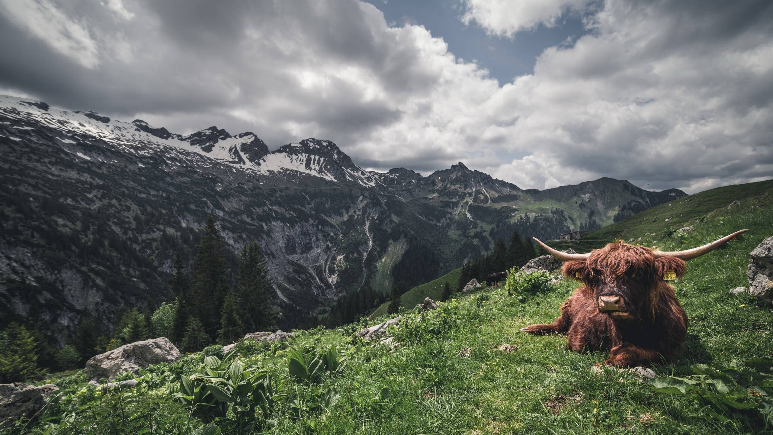 美洲杯超级明星竞技：激情满满！，美洲杯巨星