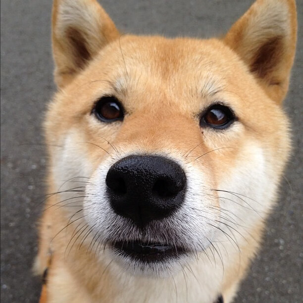 跳水赛中南非男队展现沉稳心态,东南亚跳水比赛